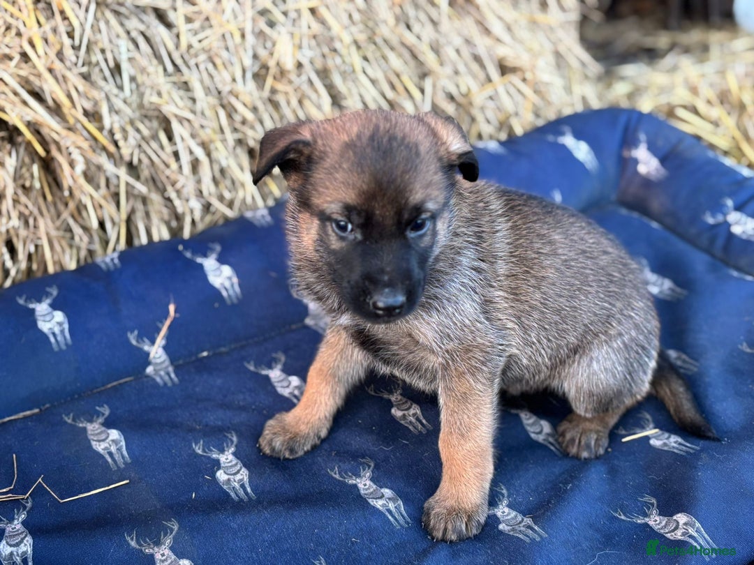 German Shepherd dogs for sale: German Shepherd x DDR GSD Puppies **READY TO GO* - Advert 8