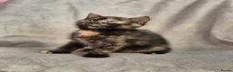 Mixed Breed cats for sale: 4 female kittens available - Advert 13
