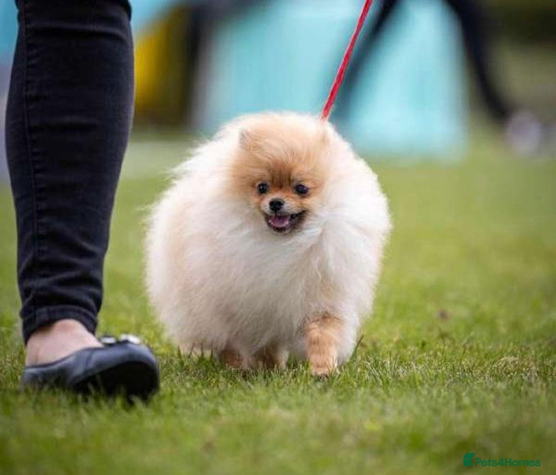 Pomeranian dogs for sale: Best Baby is looking for the most wonderful home  - Image 5