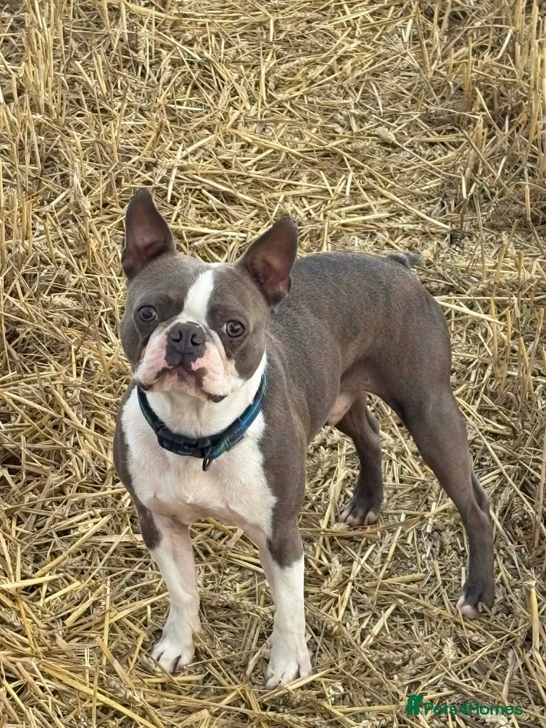 Boston Terrier dogs for sale: Stunning boston terrier puppies  - Advert 19