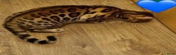 Bengal cats for sale: 🌟 READY 28 JAN - EXCEPTIONAL BENGAL KITTENS 🌟 - Advert 2