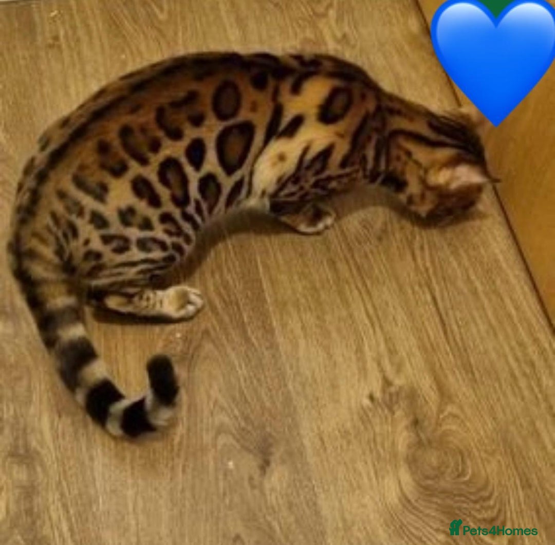 Bengal cats for sale: 🌟 READY 28 JAN - EXCEPTIONAL BENGAL KITTENS 🌟 - Advert 2
