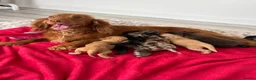 Cocker Spaniel dogs for sale: Cocker spaniel puppies  - Advert 7