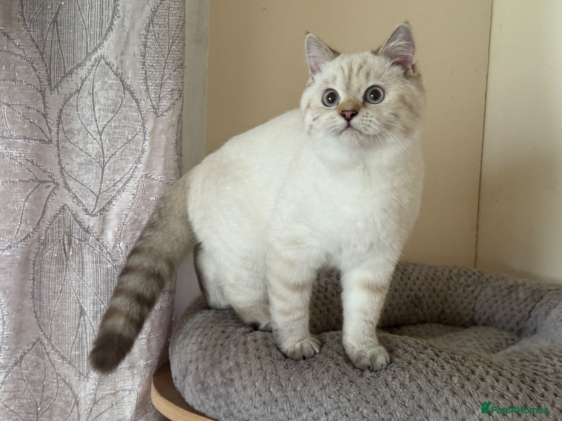 British Shorthair cats GCCF reg. British Shorthair kitten for pet home. - Advert 17
