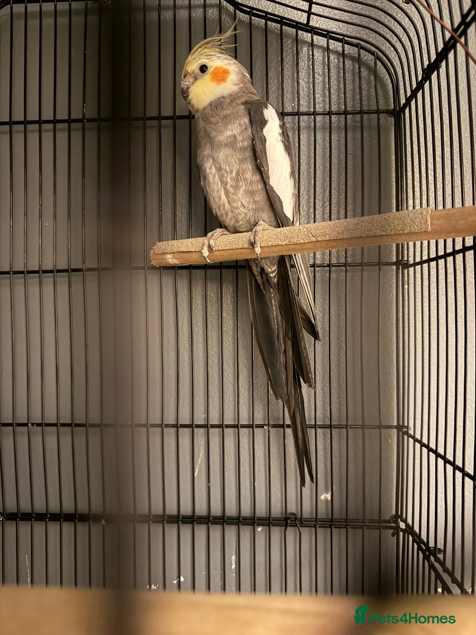 Cockatiels birds Male cockatiel - Advert 2
