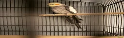 Cockatiels birds for sale: Male cockatiel in Uxbridge - Advert 1