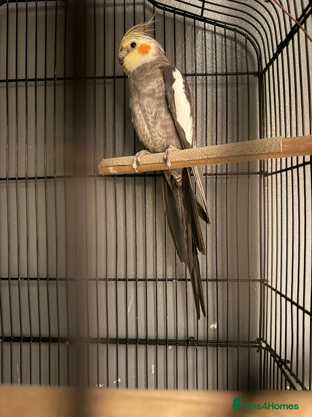 Cockatiels birds for sale: Male cockatiel in Uxbridge - Advert 1
