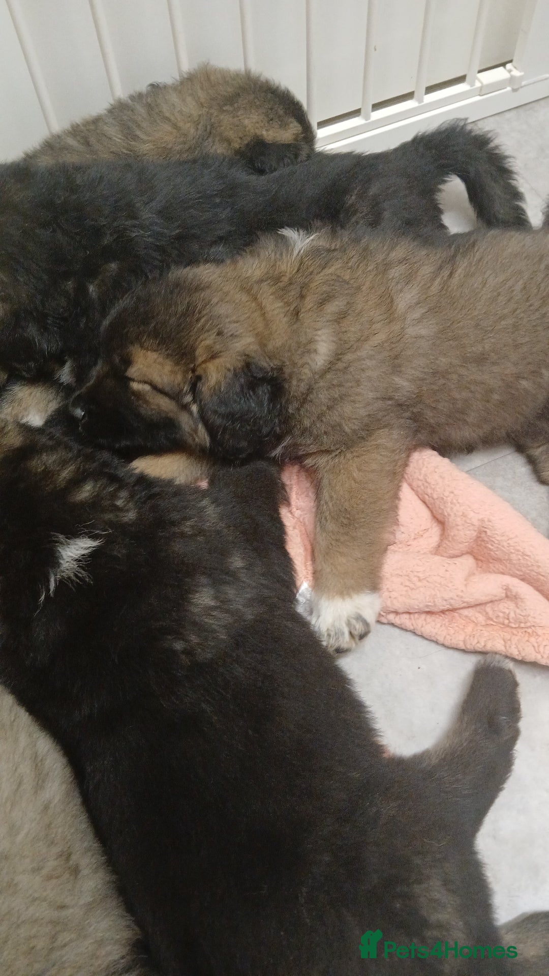 Caucasian Shepherd Dog dogs for sale: Caucasian shepherd puppies for sale - Advert 6