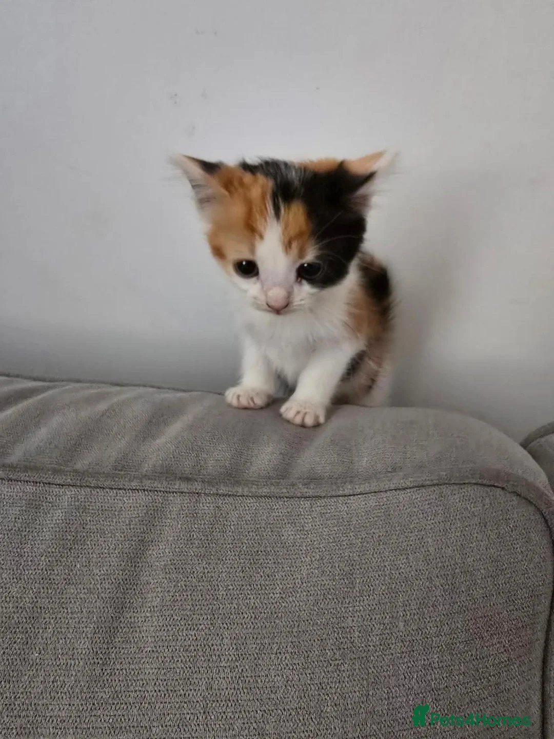 Mixed Breed cats for sale: Beautiful kittens looking for forever home - Advert 2