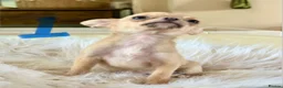 Chihuahua dogs for sale: Tiny chihuahua puppies - Advert 3