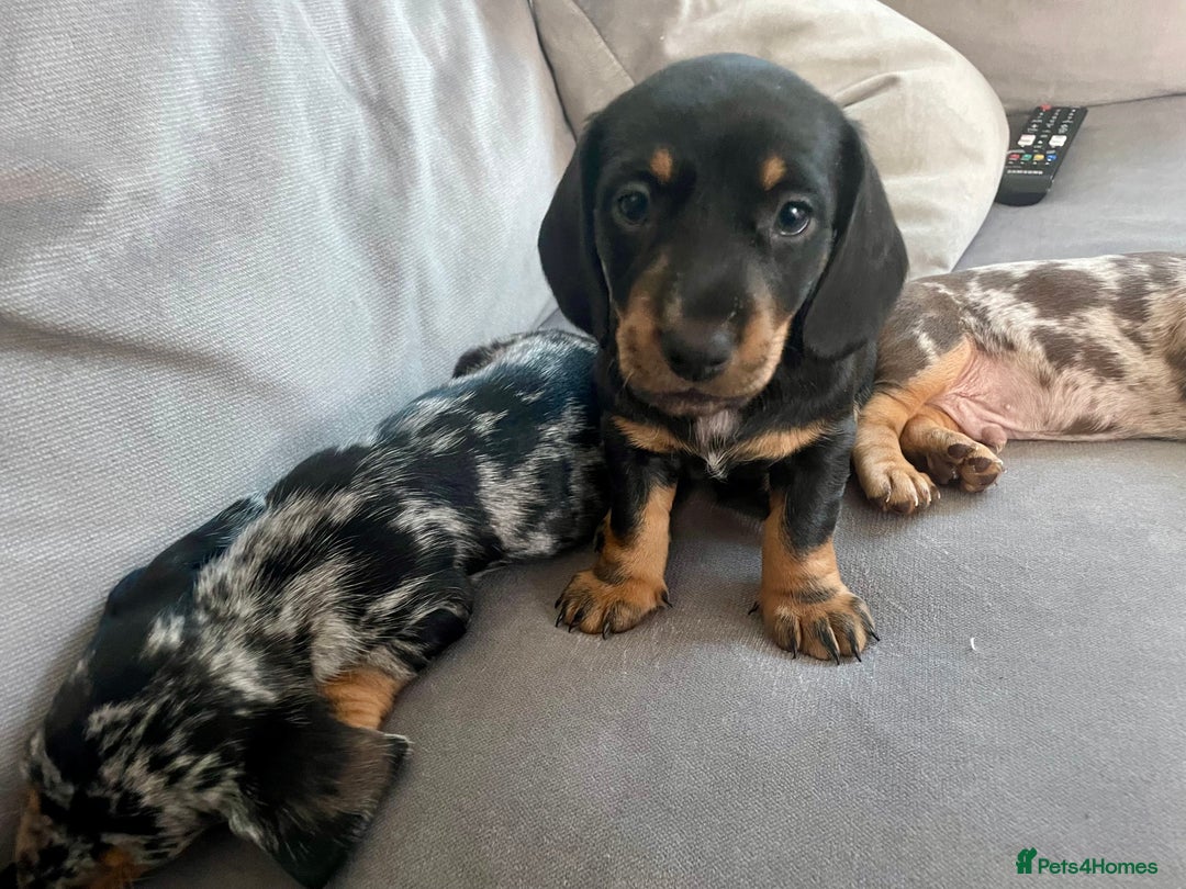 Miniature Dachshund dogs for sale: Ready for new homes Mini Dachshund  - Image 10