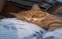 British Shorthair cats for sale: 2 beautiful calico girls - Image 10