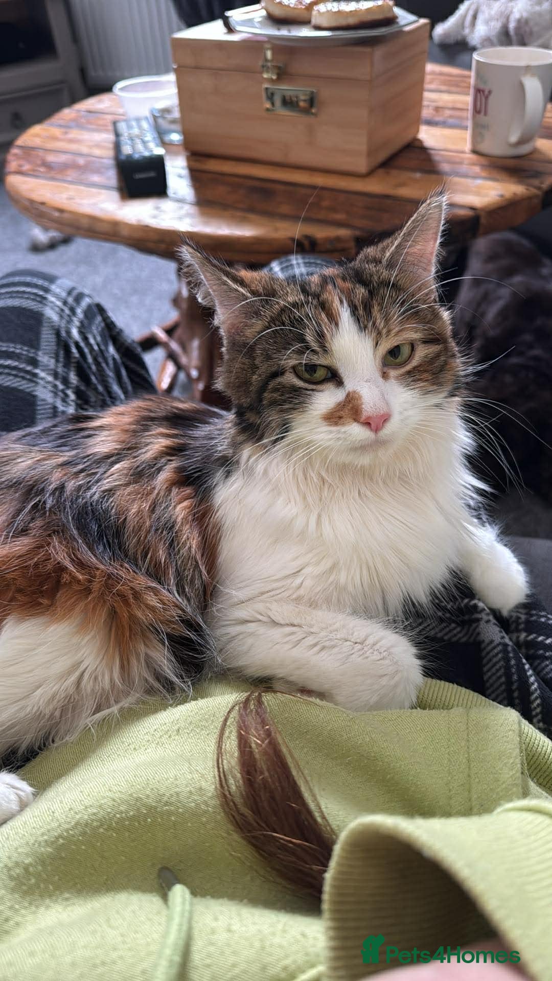 British Longhair cats 4 beautiful British long haired kittens for sale.  - Advert 9