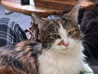 British Longhair cats 4 beautiful British long haired kittens for sale. - Advert 13