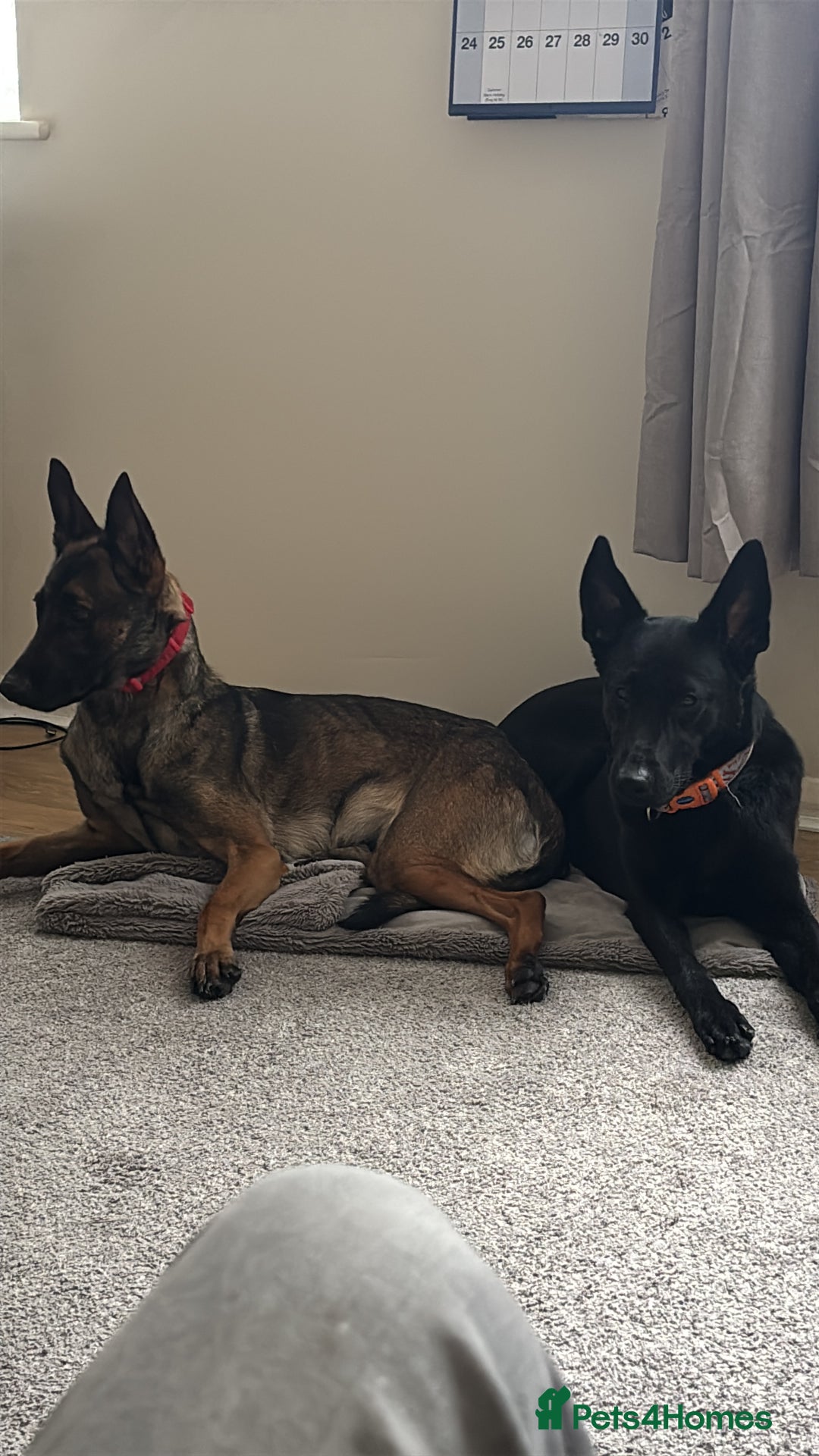 Mixed Breed dogs for sale: 1 belgian shepherd and 1 Sheprador - Image 3
