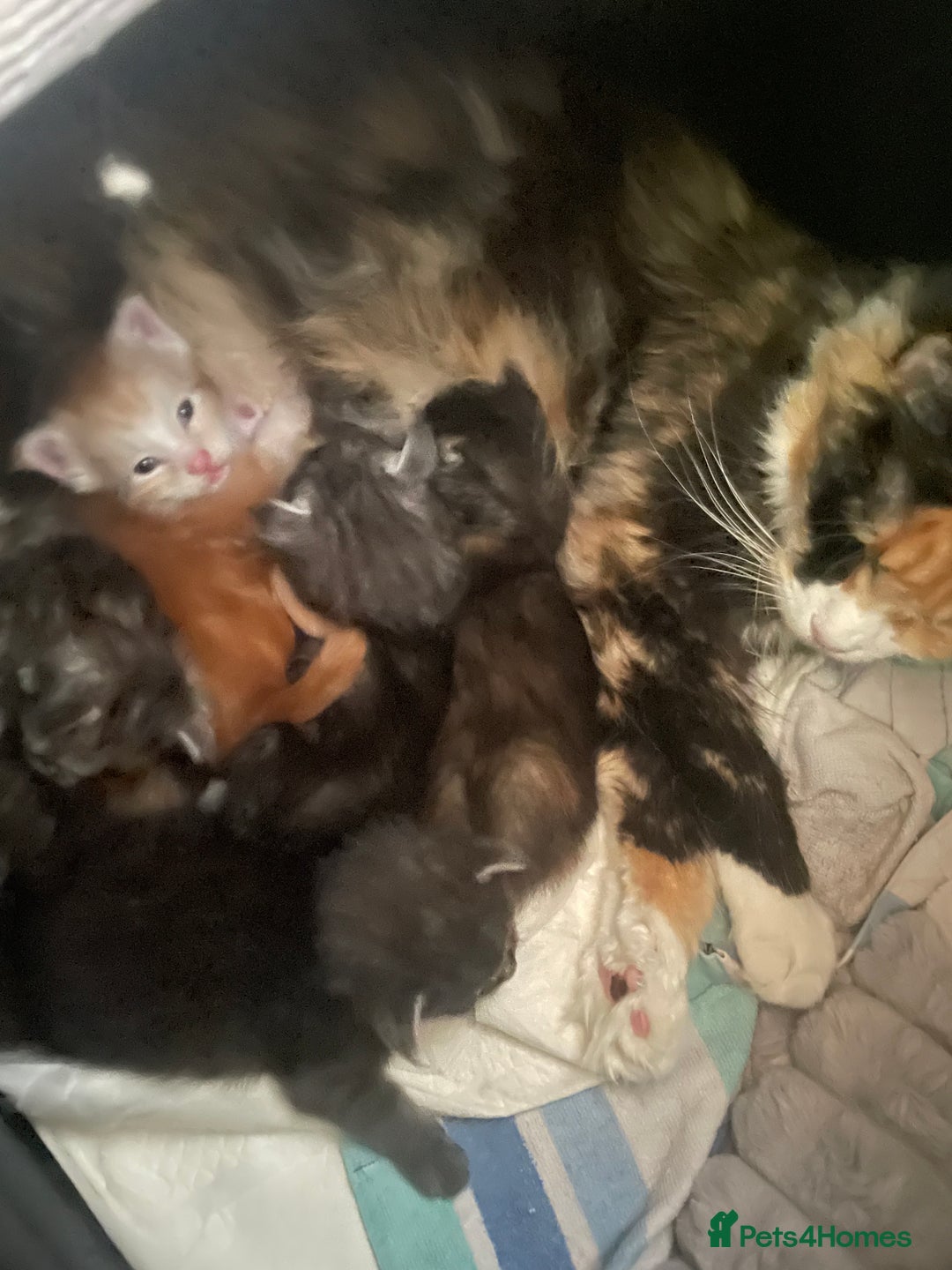 Maine Coon cats for sale: TICA registered Maine coon kittens  - Image 14