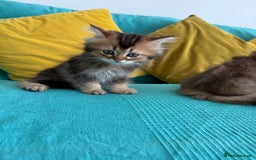 British Longhair cats for sale: British Longhair kittens - Image 11