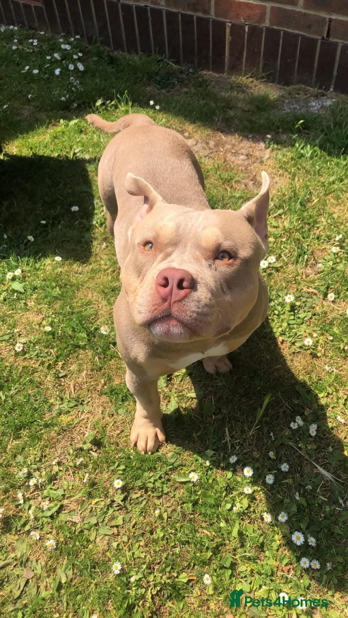 Mixed Breed dogs 4 year old male neutered pocket bully - Advert 1