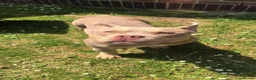 Mixed Breed dogs for sale: 4 year old male neutered pocket bully - Advert 1