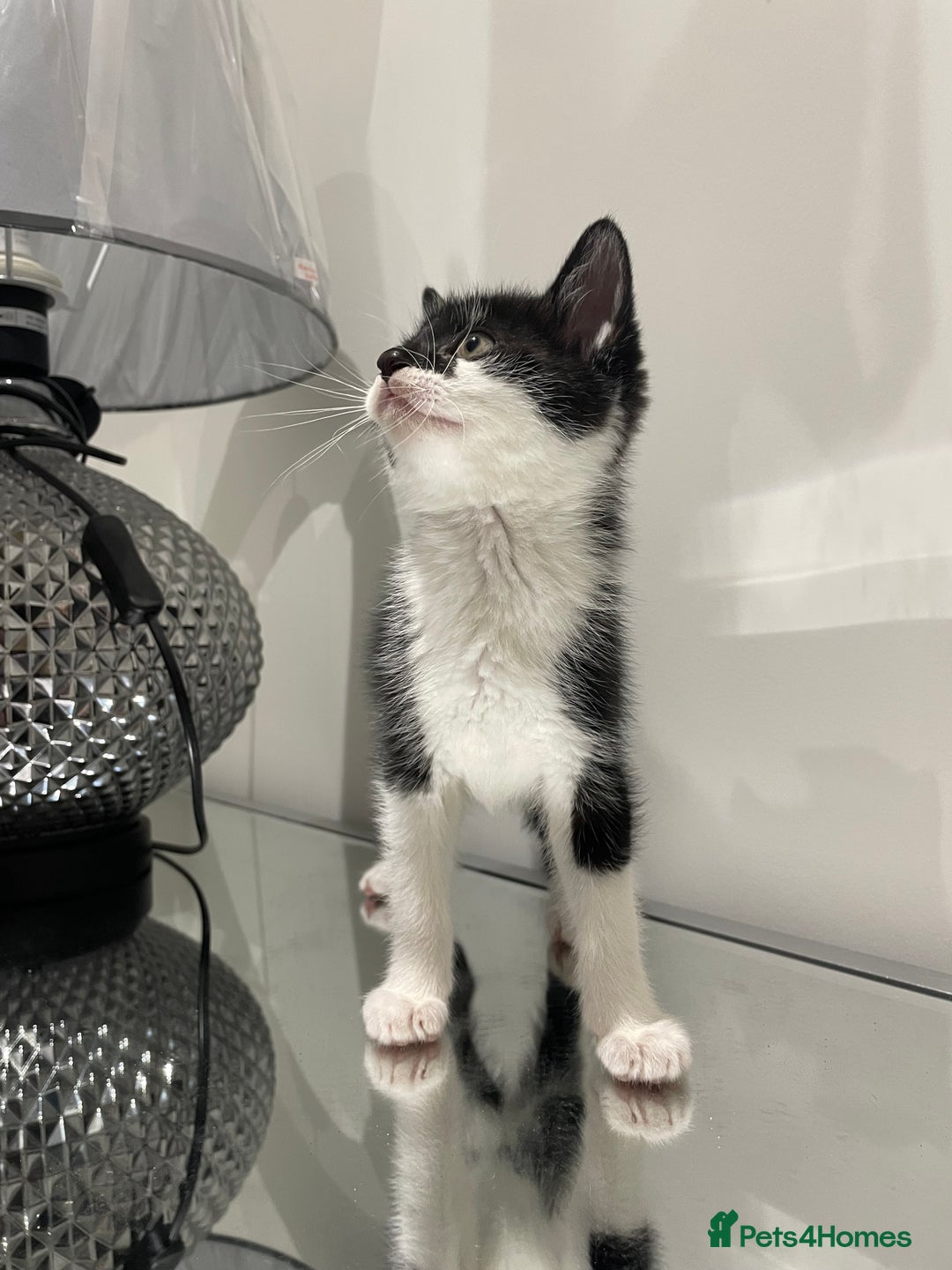 Mixed Breed cats for sale: Beautiful kittens ready to go now  - Advert 8