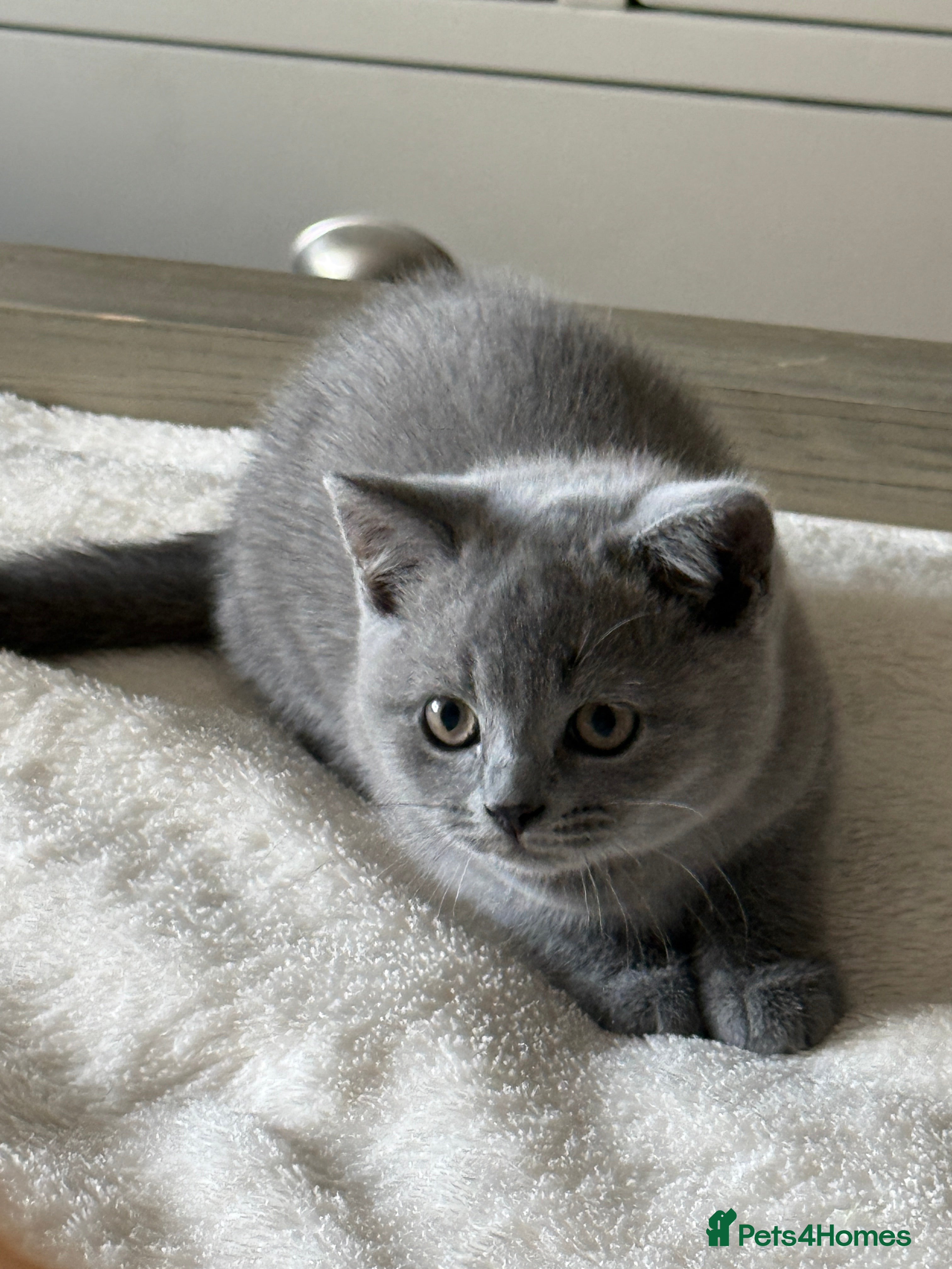 British Shorthair cats Pedigree TICA  BSH blue & lilac kittens  - Advert 2