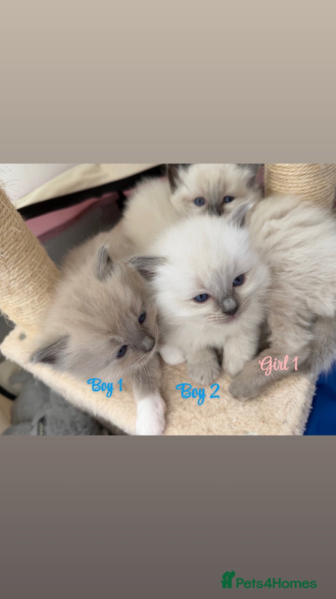 Ragdoll cats Radoll Boy Kitten   - Advert 18