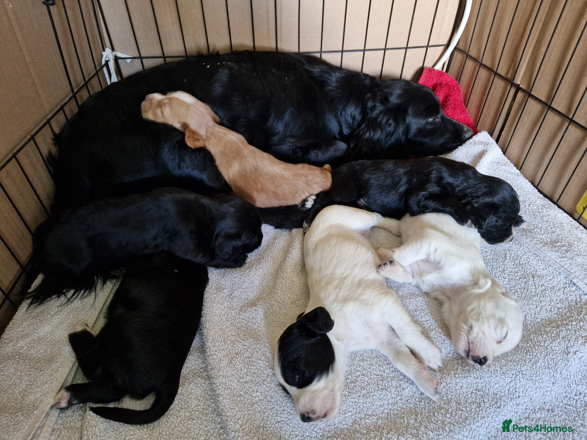 Sprocker dogs Sprockers for sale - Advert 1