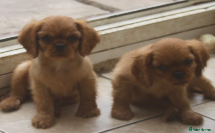 Cavalier King Charles Spaniel dogs - Advert 13