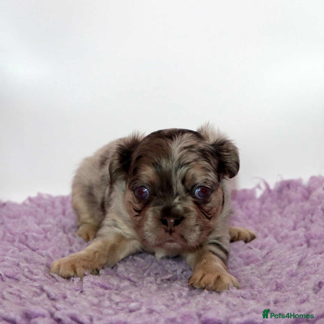 French Bulldog dogs for sale: Fluffy french bulldogs carrying Pink & Testable  - Image 12