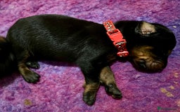 Dobermann dogs for sale: European Doberman puppies - Image 6