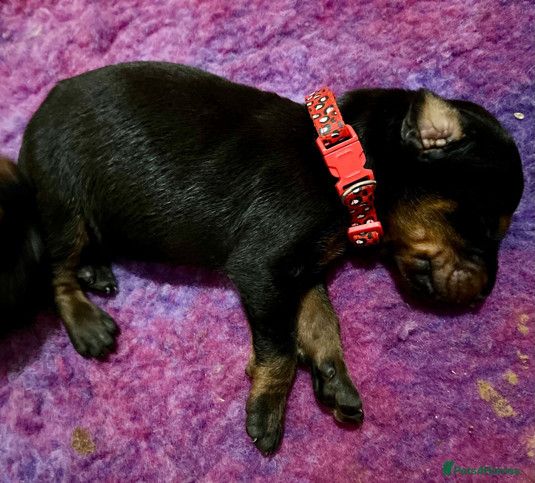 Dobermann dogs for sale: European Doberman puppies - Image 6