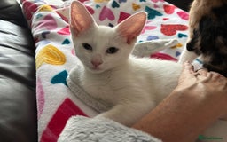 Mixed Breed cats for sale: Two Beautiful Kittens 💕 - Image 3