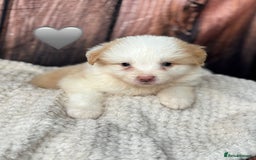 Border Collie dogs for sale: Quality Show Line KC Border Collie Males💙 - Image 5