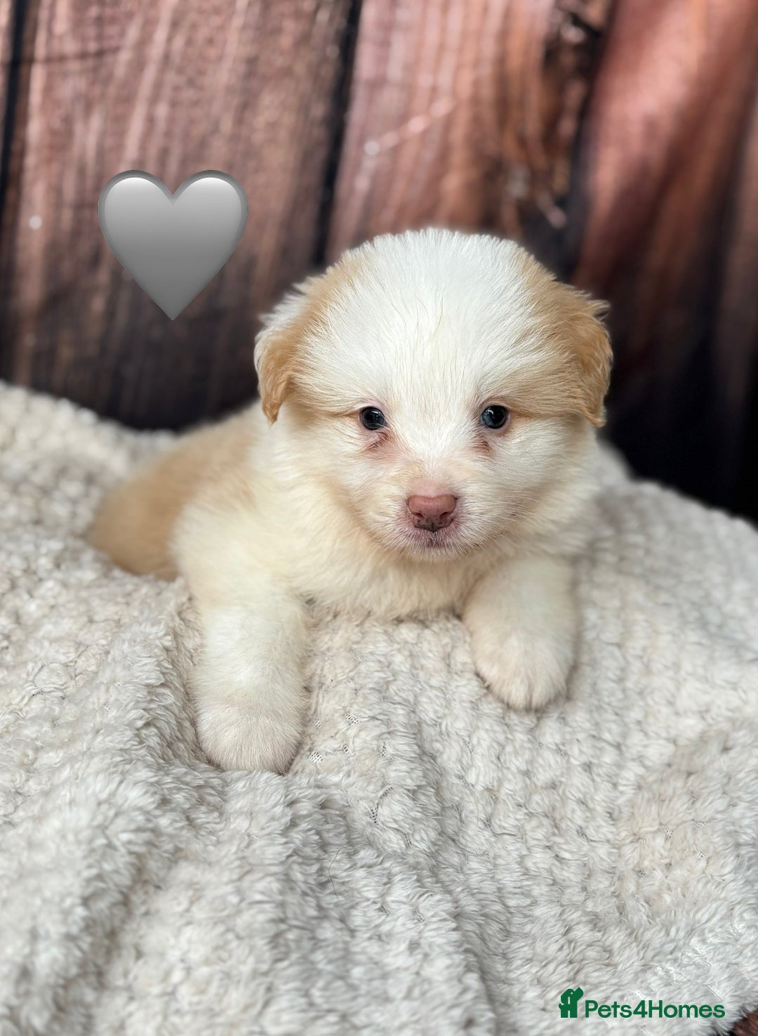 Border Collie dogs for sale: Quality Show Line KC Border Collie Males💙 - Image 5