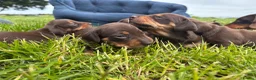 Miniature Dachshund dogs for sale: KC registered Miniature Dachshund  in Gloucester - Advert 1