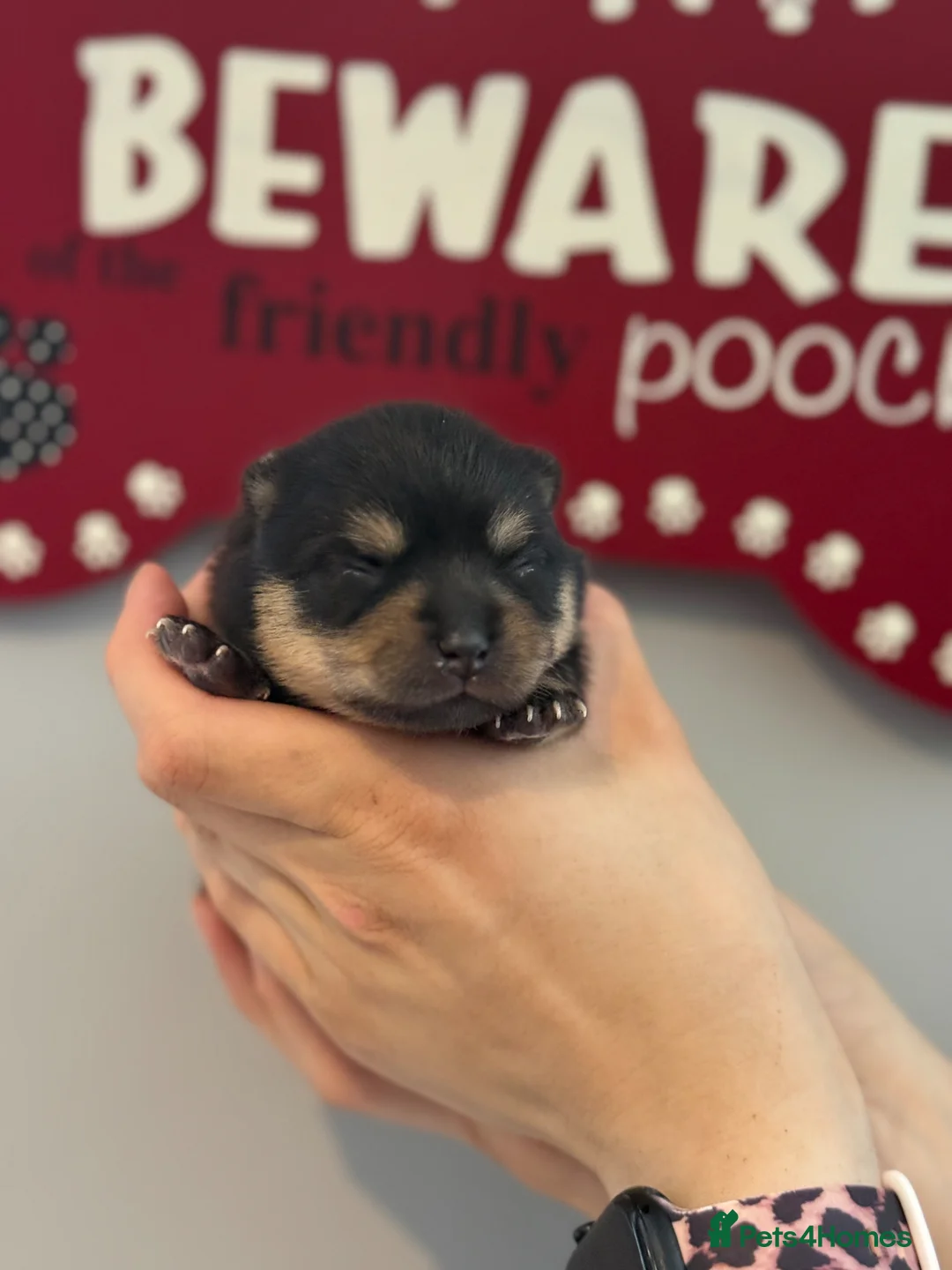 Pomsky dogs for sale: Stunning F1B Pomsky Girls - Advert 1