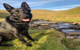 German Shepherd dogs for stud: Stunning black GSD - exceptional health and temper - Image 4