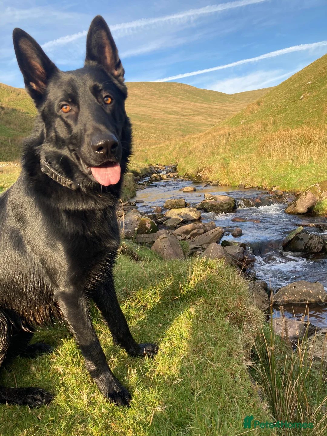 German Shepherd dogs for stud: Stunning black GSD - exceptional health and temper - Advert 6