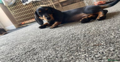 Miniature Dachshund dogs - Advert 3