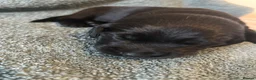 Goldador dogs for sale: 8 gorgeous black goldadors  - Advert 23