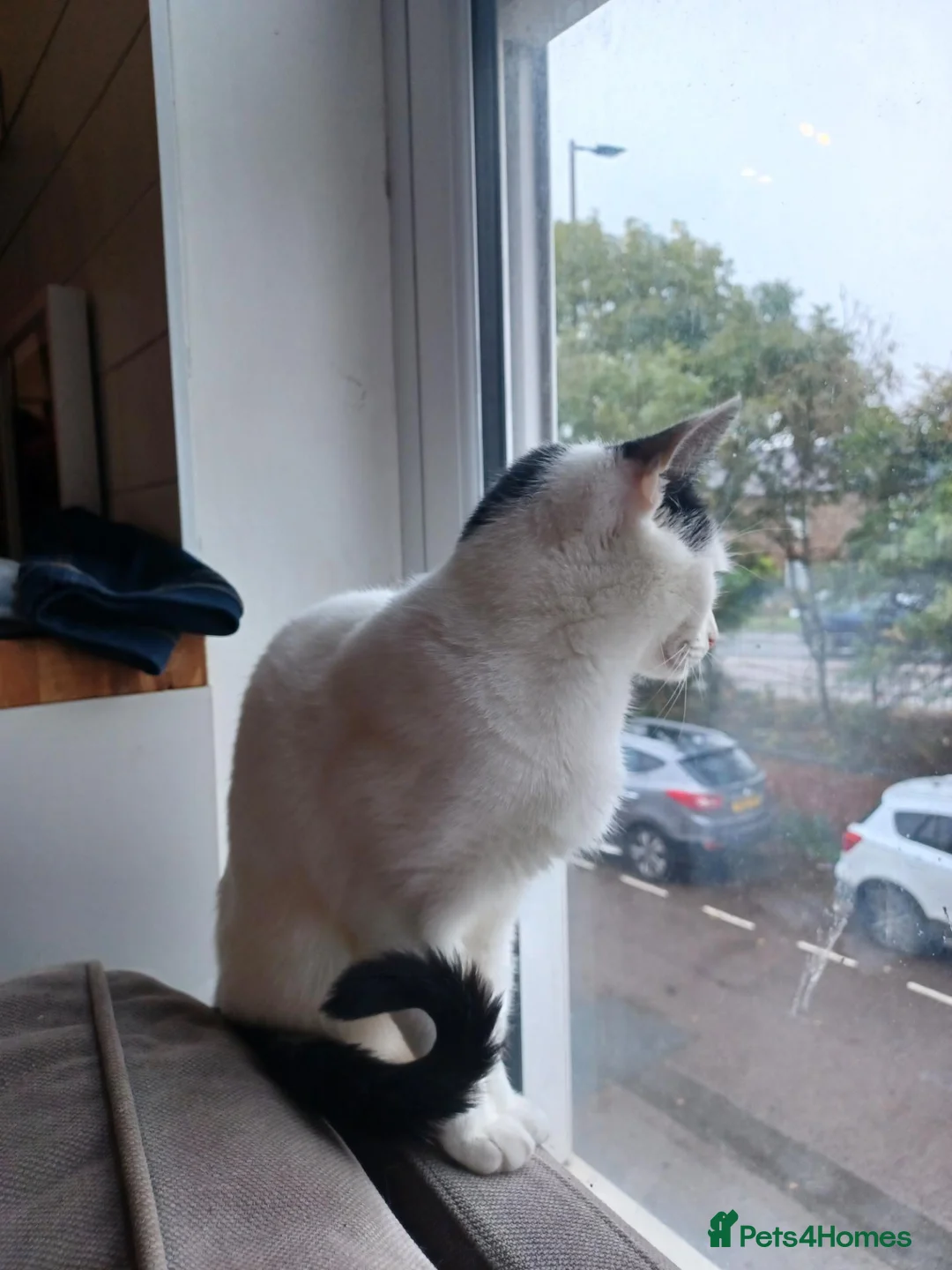 British Shorthair cats for sale: Tabby cat female  - Advert 3