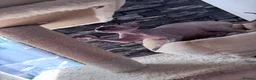 Sphynx cats for sale: 🐈‍⬛🐾 Sphynx elf's / Canadian kittens  - Advert 7