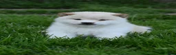 Japanese Shiba Inu dogs for sale: Exceptional Japanese Shiba Inu Puppies - Advert 33