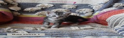 Mixed Breed cats for sale: Maine Coon Cross Kittens – Home Raised, Ready Jan - Advert 6