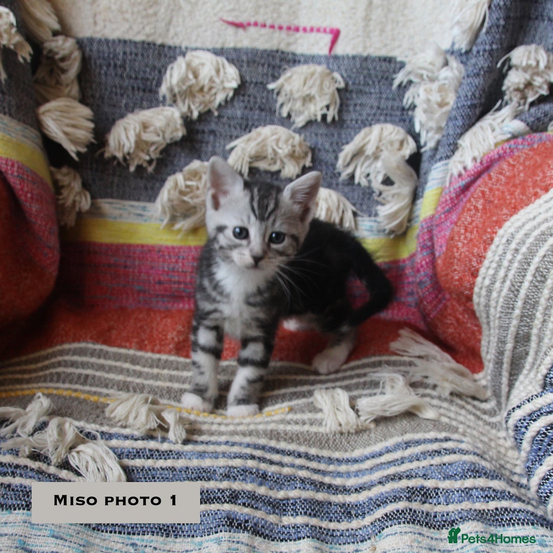 Mixed Breed cats for sale: Maine Coon Cross Kittens – Home Raised, Ready Jan - Advert 6