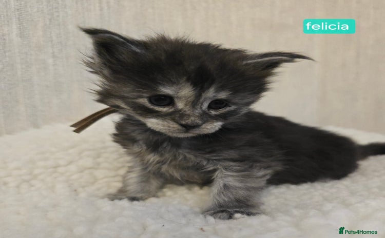 Maine Coon cats - Advert 1