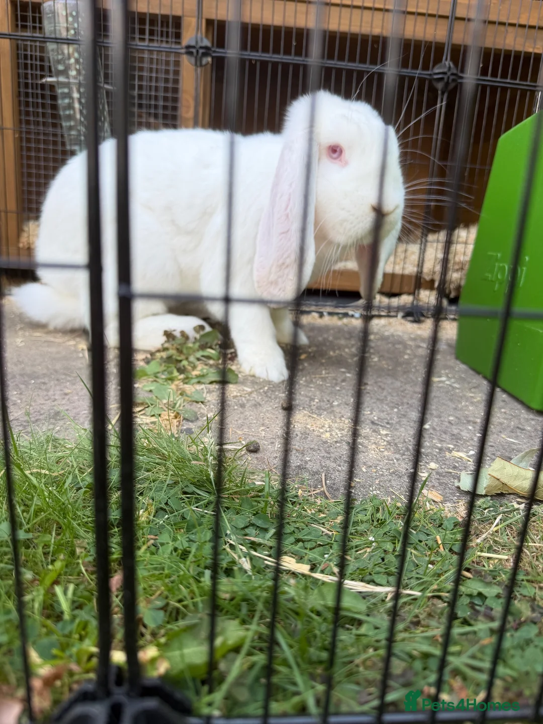 French Lop rabbits for sale: French lop male bugsy  - Advert 2
