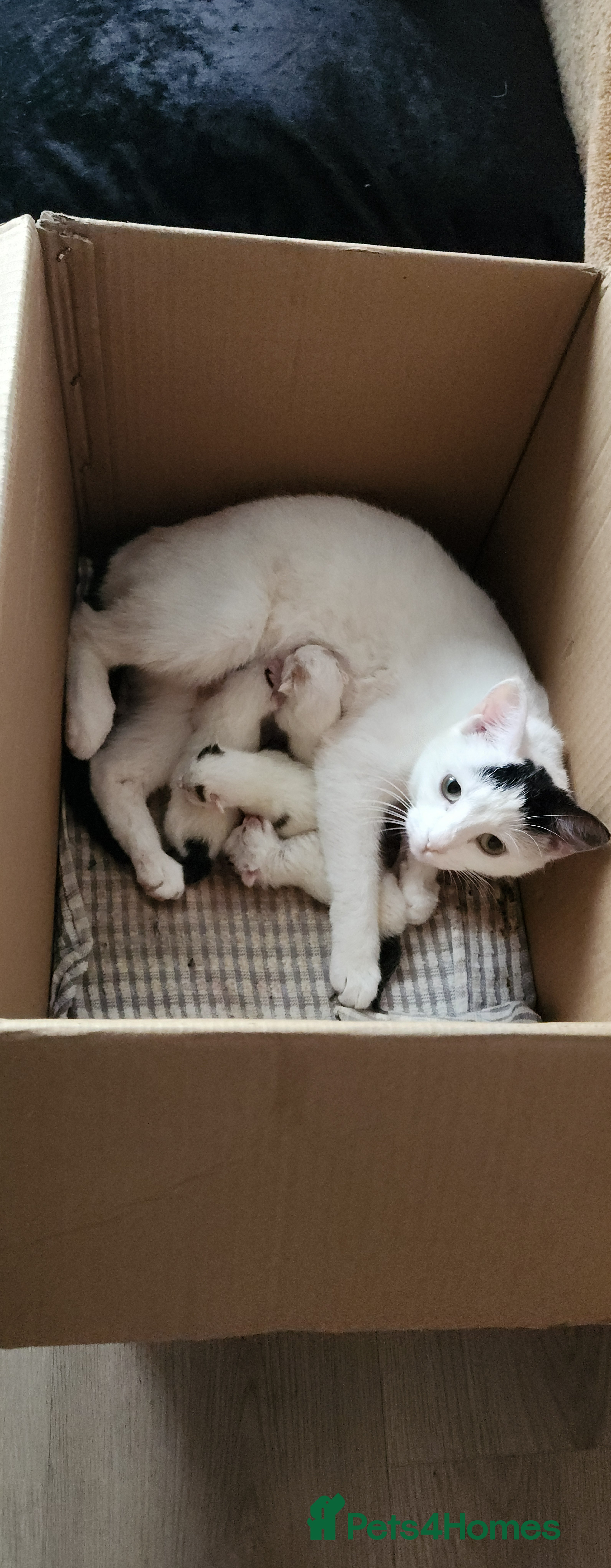 Domestic Shorthair cats White Kittens  in Braintree - Advert 1