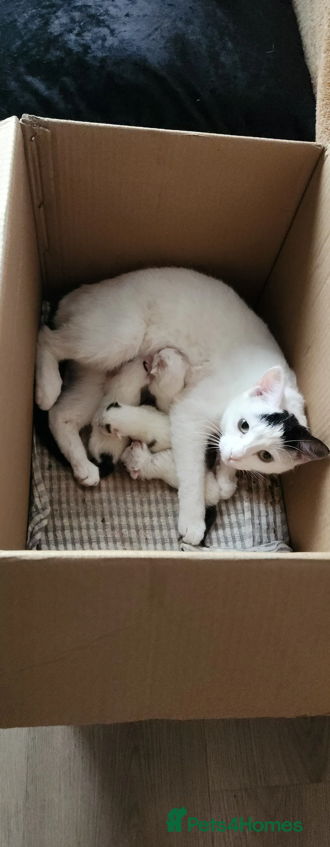 Domestic Shorthair cats for sale: White Kittens  in Braintree - Advert 1