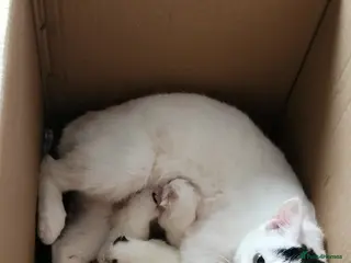 Domestic Shorthair cats White Kittens in Braintree - Advert 1